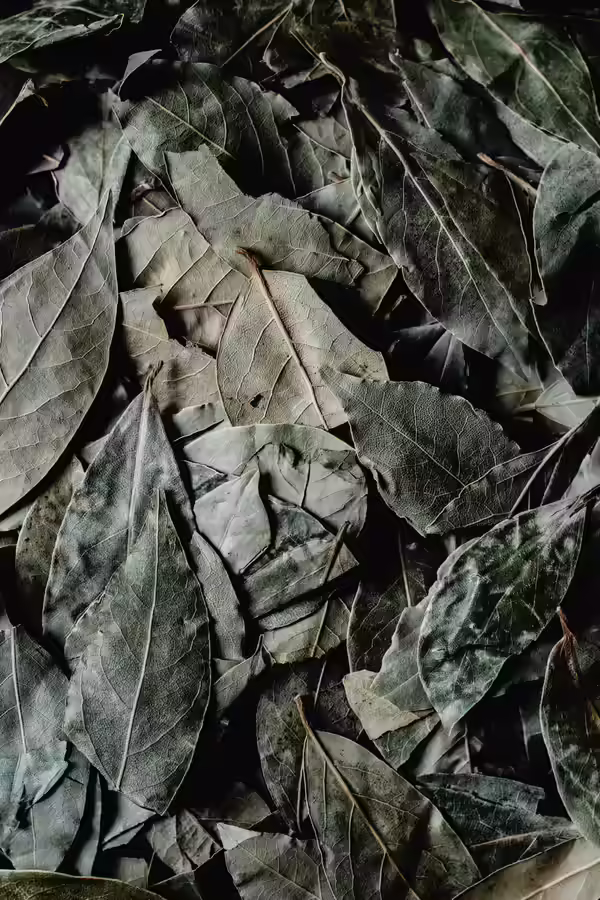 Feuilles de laurier séchées en abondance
